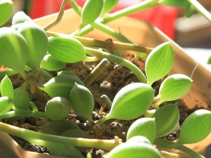 Senecio herreianus 001