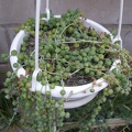 Senecio rowleyanus
