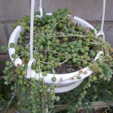 Senecio rowleyanus