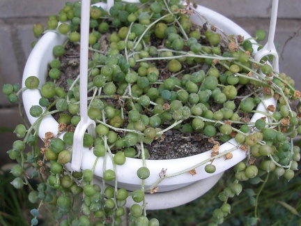 Senecio rowleyanus
