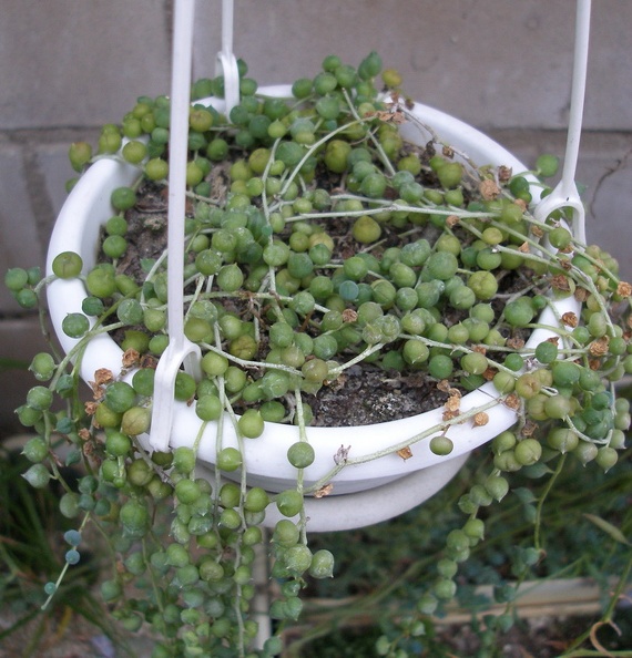 Senecio_rowleyanus.jpg