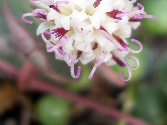 Senecio rowleyanus flower