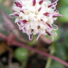 Senecio rowleyanus flower