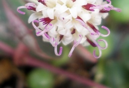 Senecio rowleyanus flower