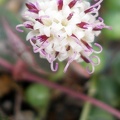 Senecio_rowleyanus_flower.JPG