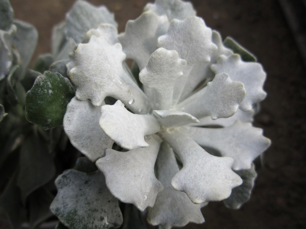 Senecio scaposus v  addoensis