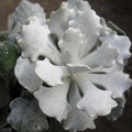 Senecio scaposus v  addoensis