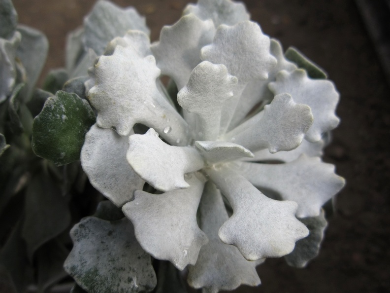 Senecio scaposus v  addoensis