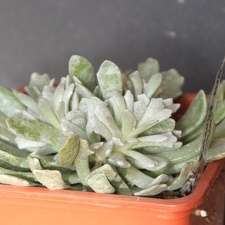 Senecio scaposus var  addoensis