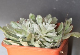 Senecio scaposus var  addoensis