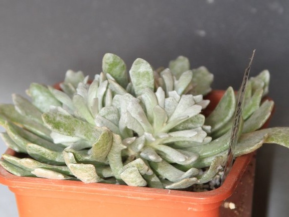 Senecio scaposus var  addoensis