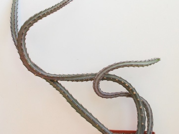 Senecio stapeliiformis