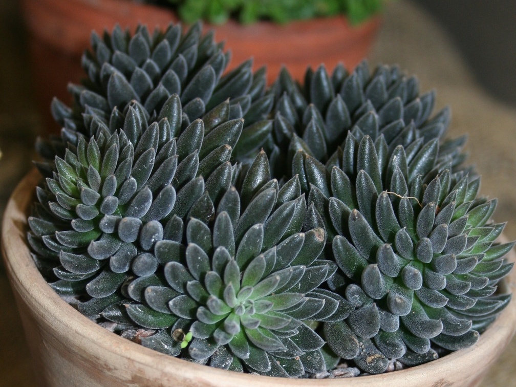 Sinocrassula yunnanesis