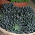 Sinocrassula yunnanesis