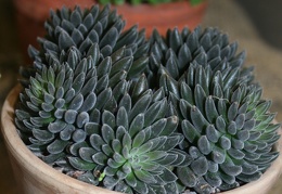 Sinocrassula yunnanesis