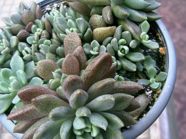 Sinocrassula densirosulata