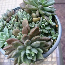 Sinocrassula densirosulata