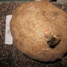 Stephania venosa