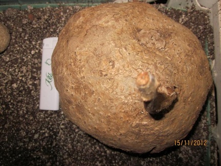 Stephania venosa