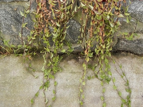 Tradescantia fluminensis
