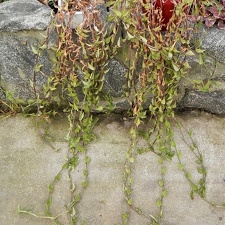 Tradescantia fluminensis