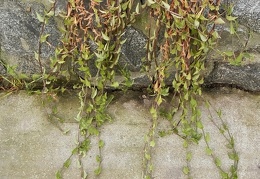 Tradescantia fluminensis