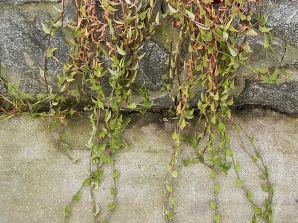 Tradescantia fluminensis