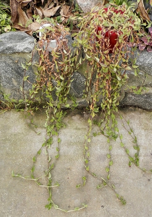Tradescantia fluminensis