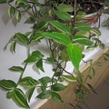 Tradescantia quadricolor