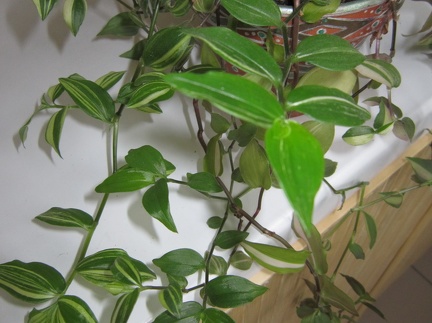 Tradescantia quadricolor