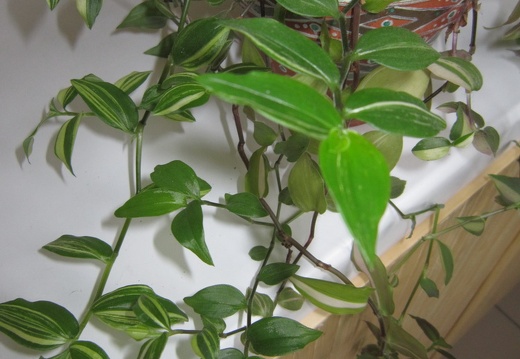Tradescantia quadricolor