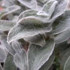 Tradescantia sillamontana Iv FG