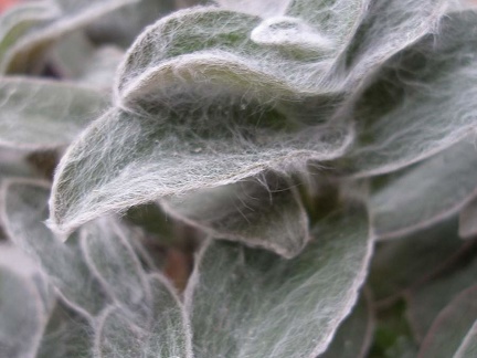 Tradescantia sillamontana Iv FG