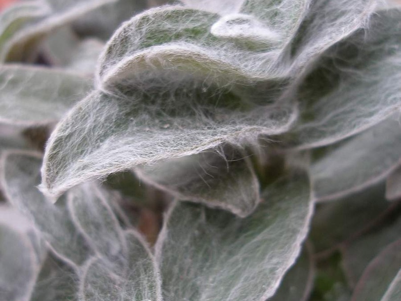 Tradescantia sillamontana Iv FG