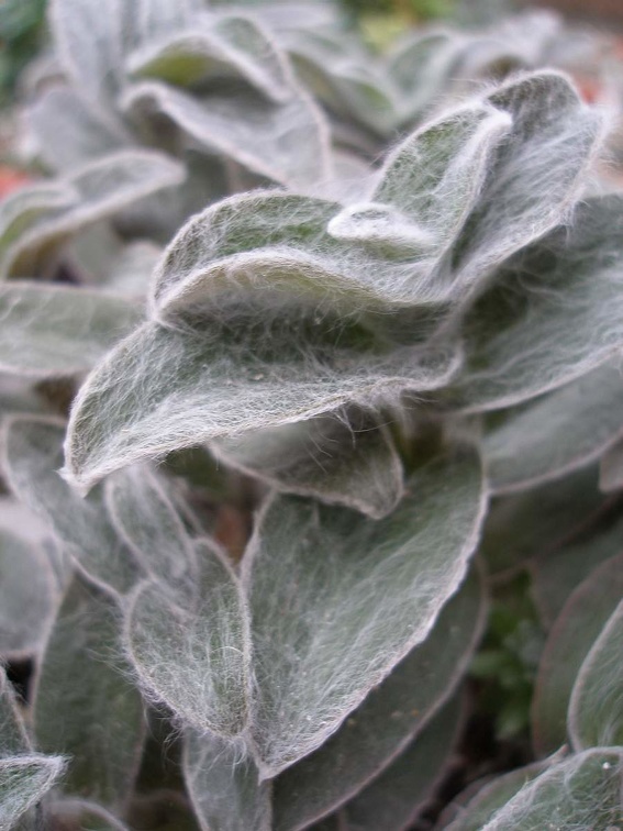 Tradescantia sillamontana Iv FG