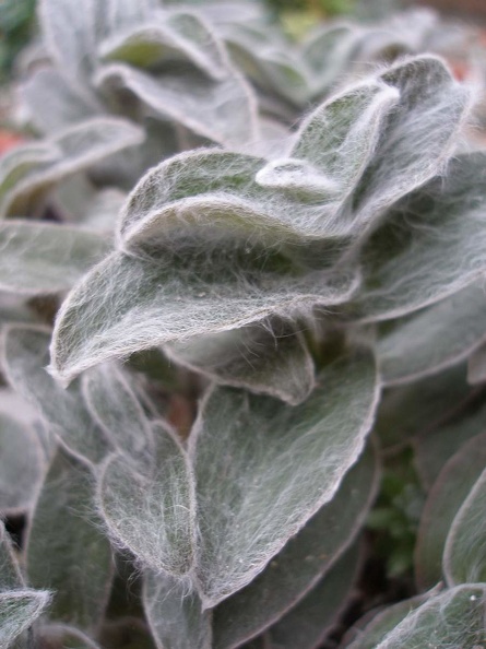Tradescantia_sillamontana_Iv_FG.JPG