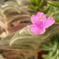 Tradescantia sillamontana flower Iv FG