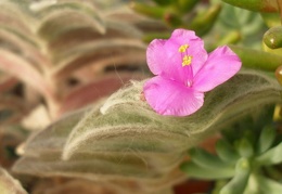 Tradescantia sillamontana flower Iv FG