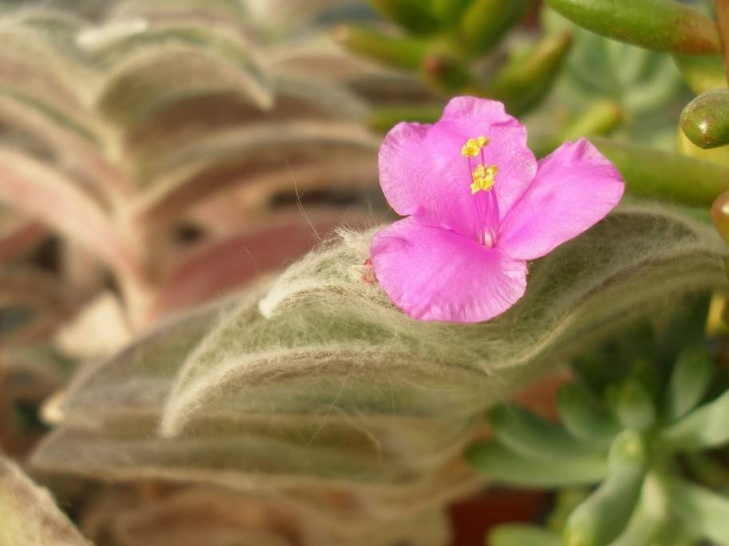 Tradescantia sillamontana flower Iv FG