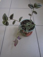 Tradescantia zebrina