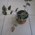 Tradescantia zebrina