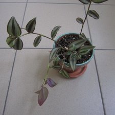 Tradescantia zebrina