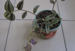 Tradescantia zebrina