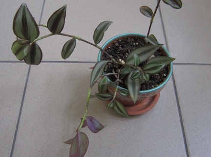 Tradescantia zebrina