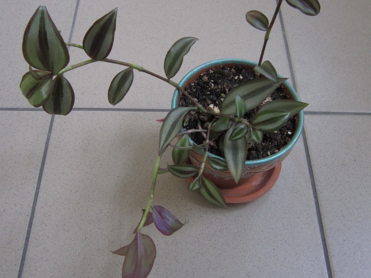 Tradescantia zebrina