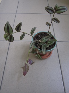 Tradescantia zebrina