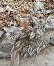 Tradescantia zebrina 001