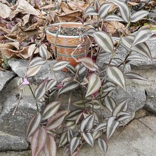 Tradescantia zebrina 001