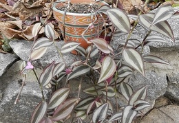 Tradescantia zebrina 001