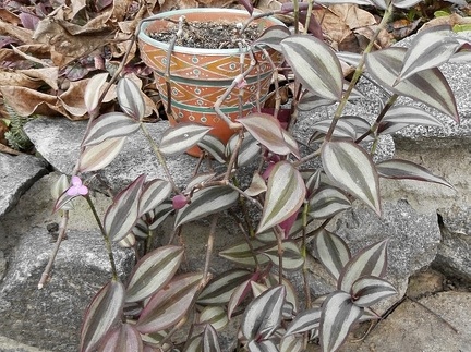 Tradescantia zebrina 001